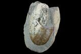 Hoploscaphites Ammonite In Concretion - South Dakota #98727-2